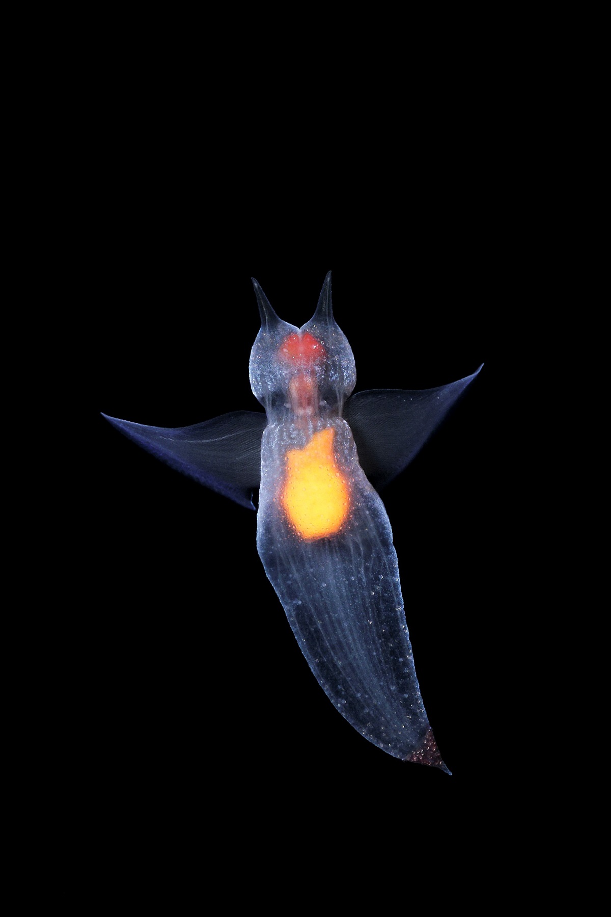 Sea angel photo shot using Canon EOS-1D X Mark II