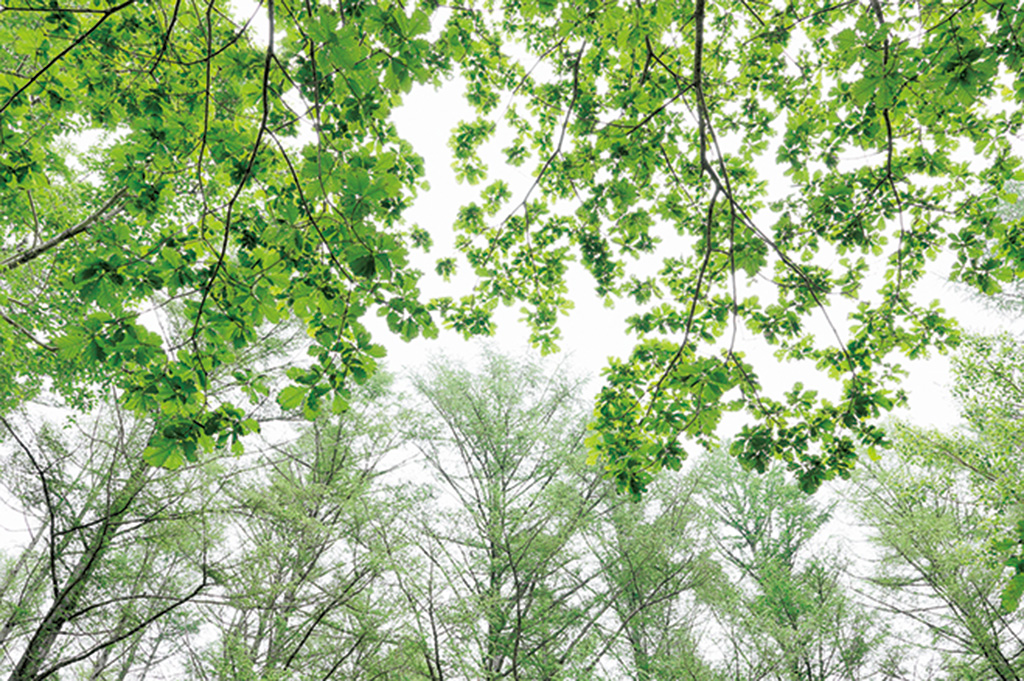 Green leaves in backlight