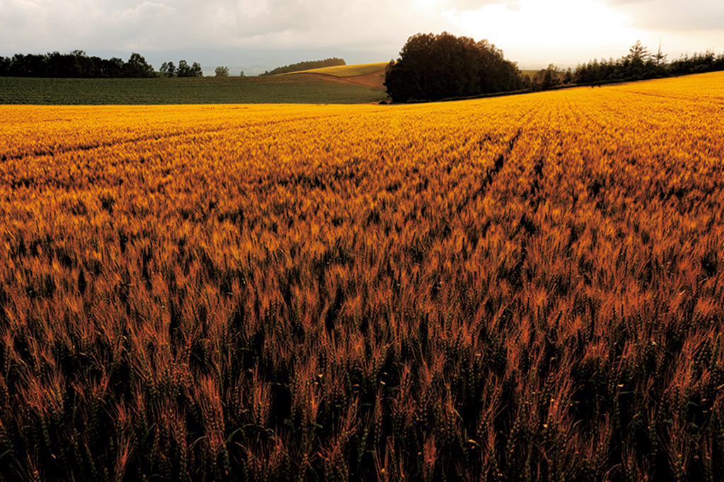 Bright yellow wheat field