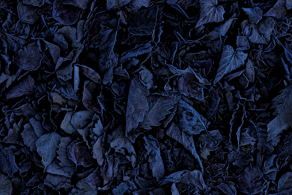 Close-up of leaves in the dark