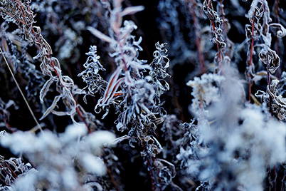 Close-up of plant at f/2