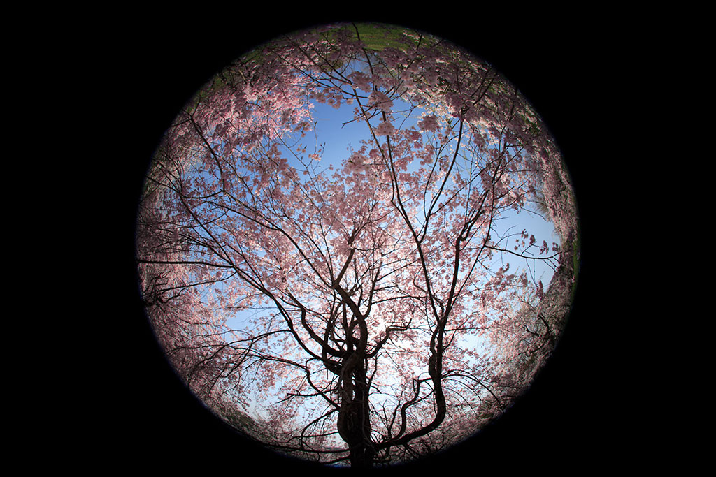 Sakura tree on circular fisheye lens