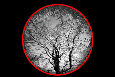 Circular fisheye image of sakura tree showing centre composition