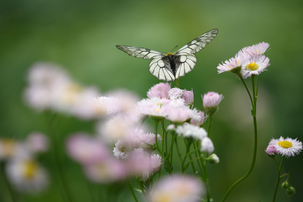 Butterfly and flower