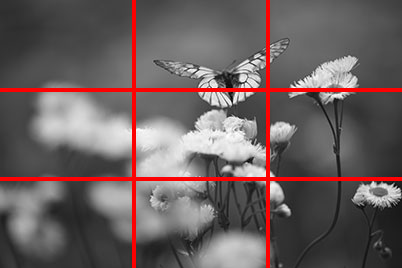 Butterfly and flower (Rule of thirds composition)