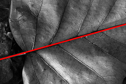 Close-up of leaf showing diagonal composition