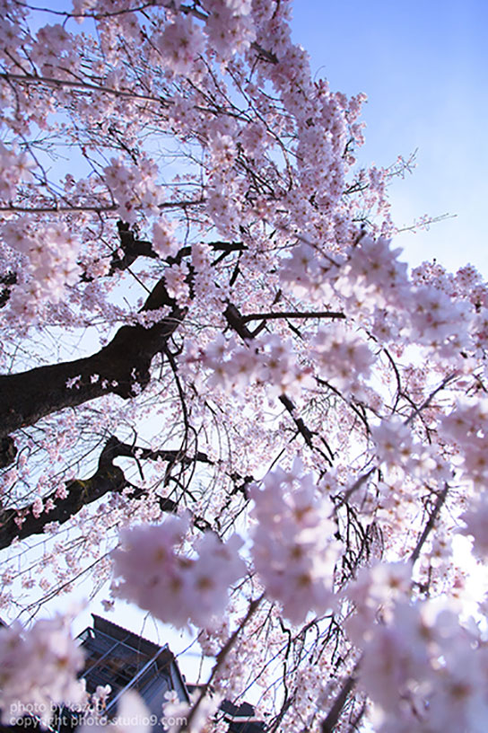 Close-up of sakura tree at wide-angle