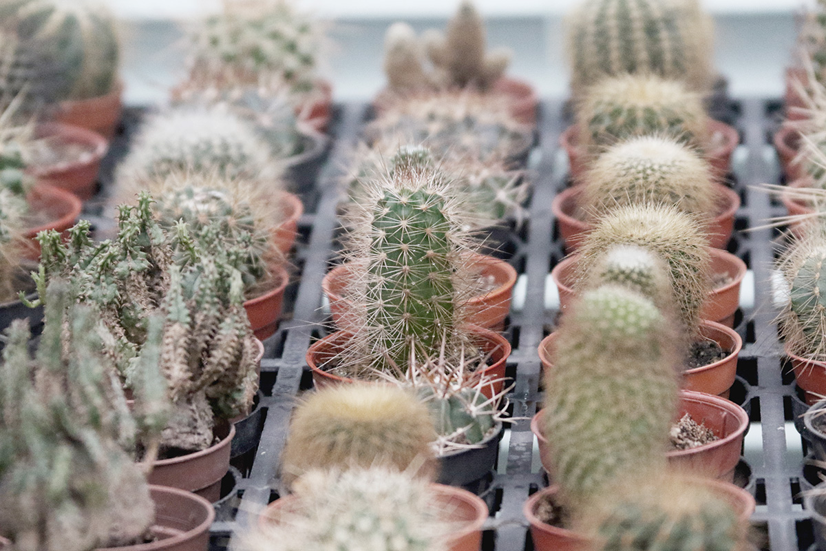 Garden photography shot with Canon EOS camera