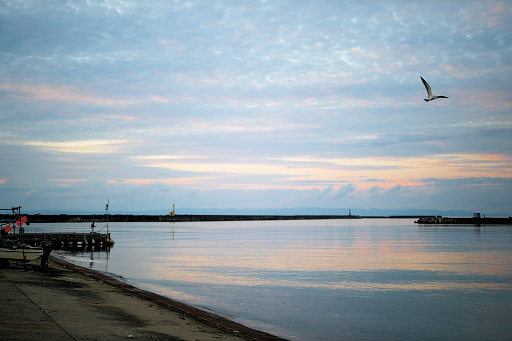 Bird flying over sea