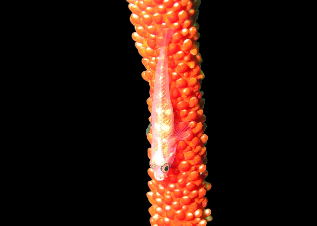 Underwater with the Canon PowerShot G1 x Mark III