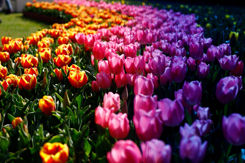 Colourful flowers in flower field