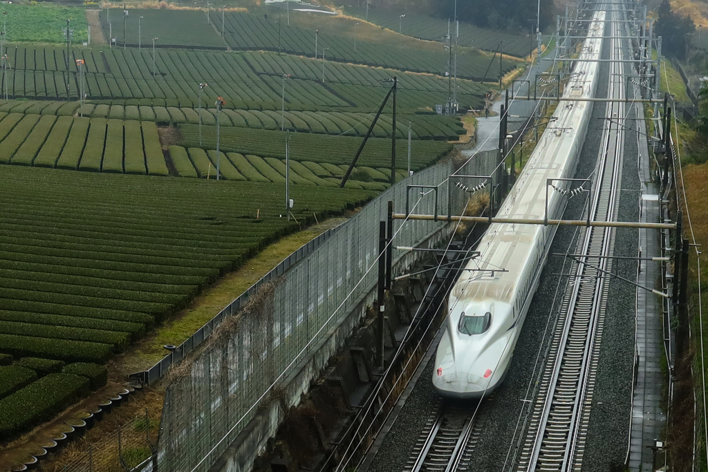 Shinkansen next to tea plantation
