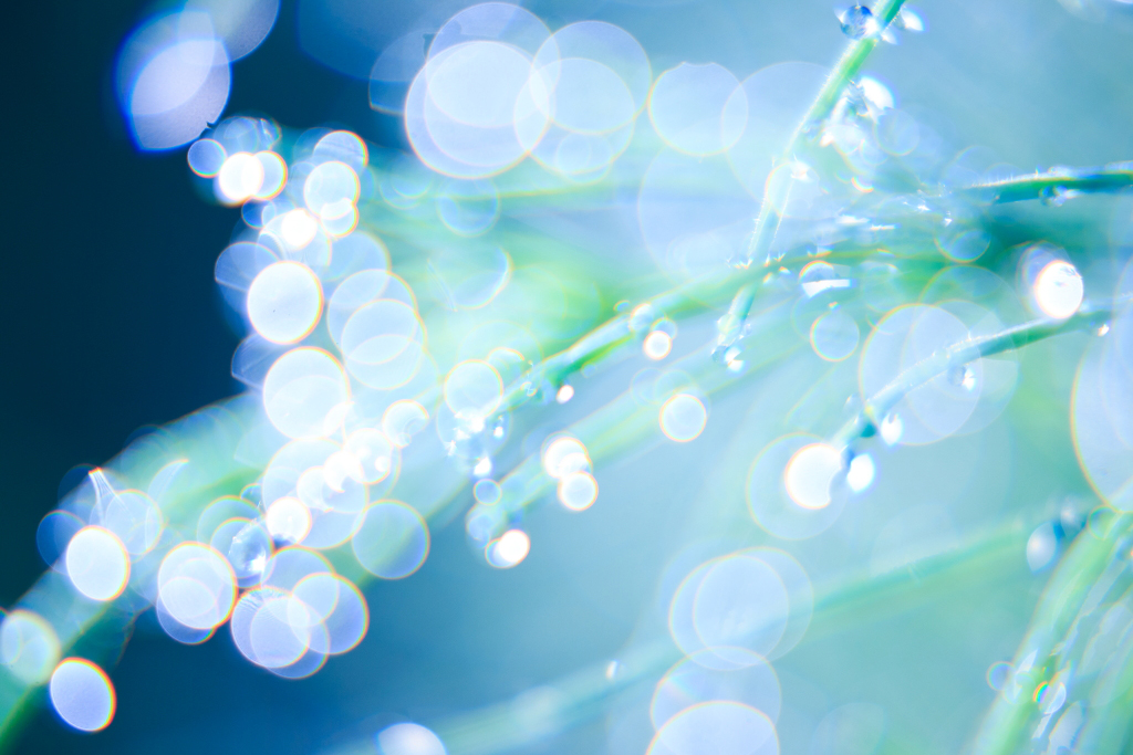 Close-up of dew drops on leaves