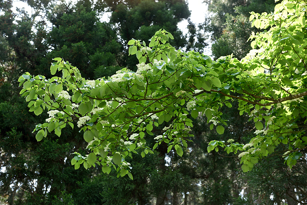 Image without flaring