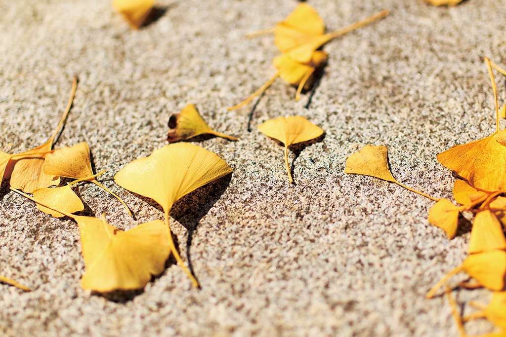 Gingko leaves on ground