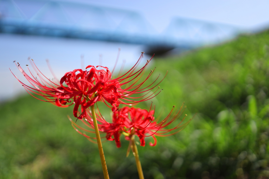Red flowers against grassy background