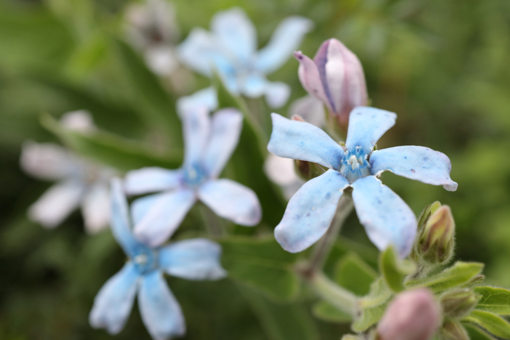 Blue close-ups of flowers