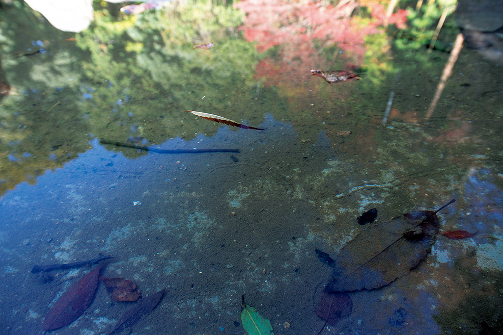 Leaves under the surface of a pond