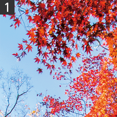 Effects of CPL filter on autumn leaves