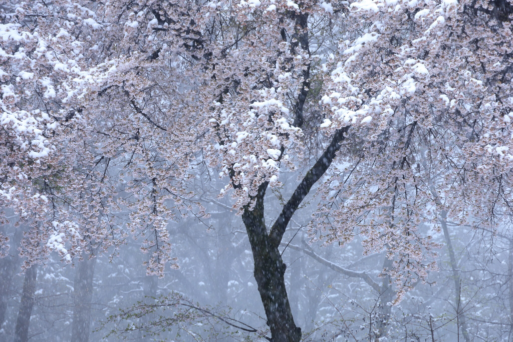 Sakura tree in snow