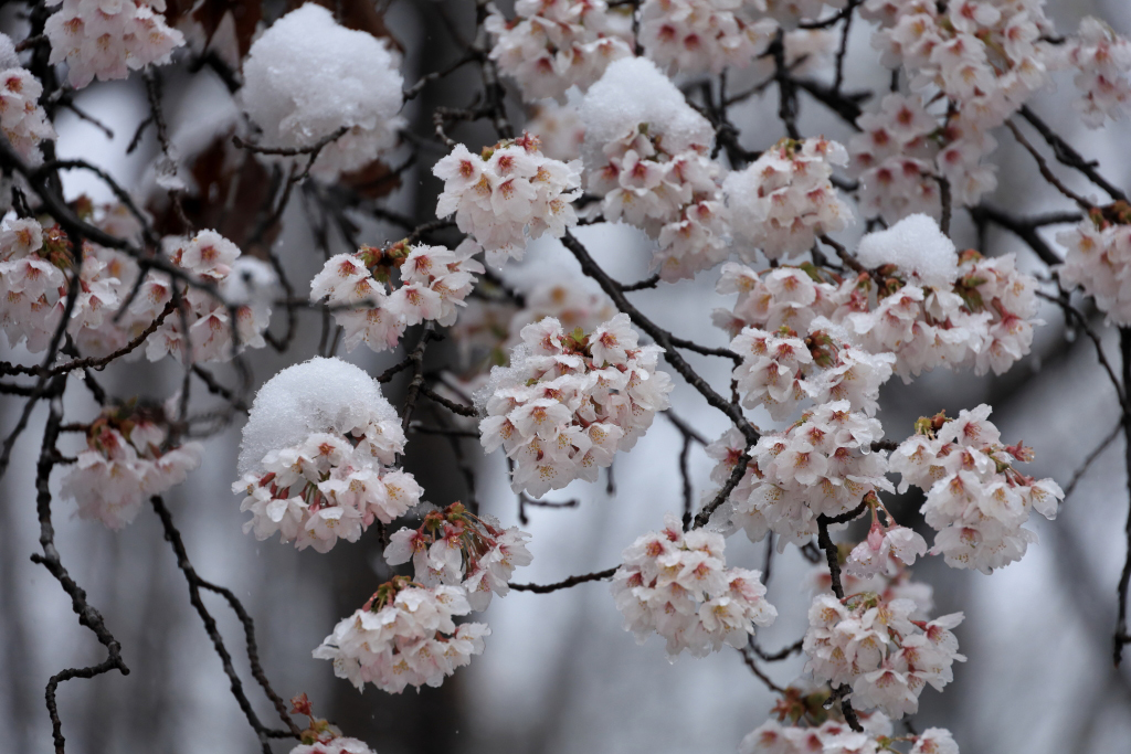 Close-ups of snow on sakura