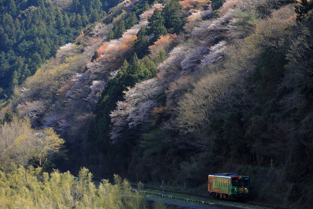 Wide-angle landscape with sakura trees