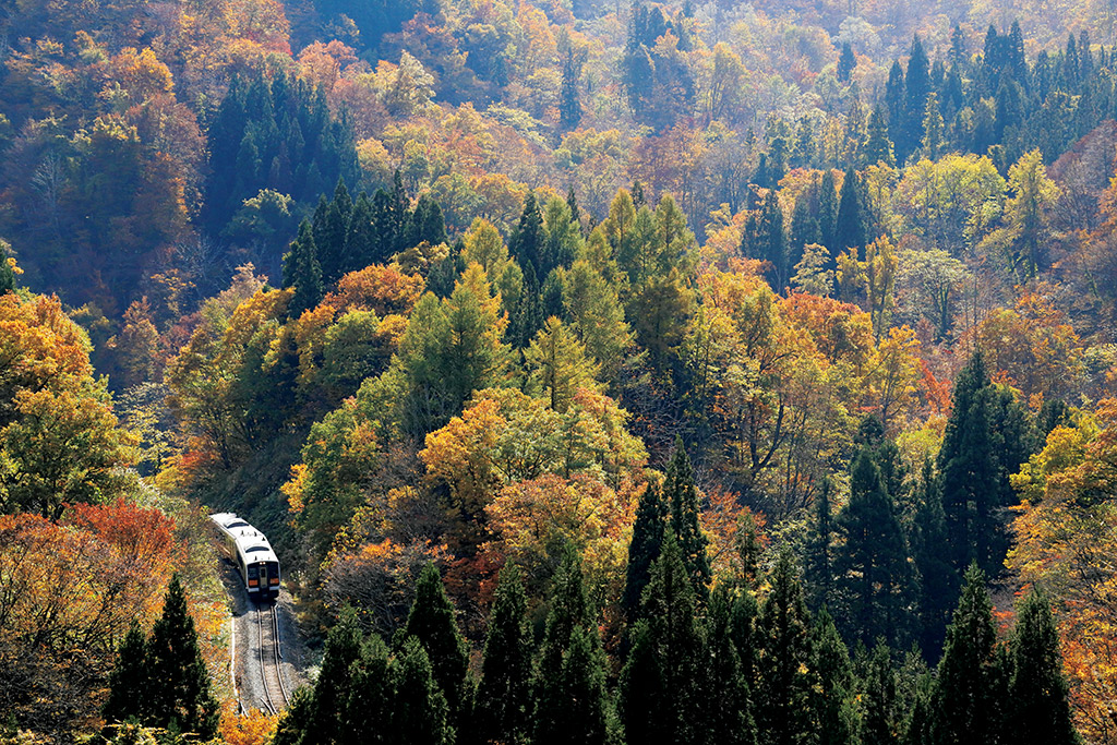 Train among autumn trees