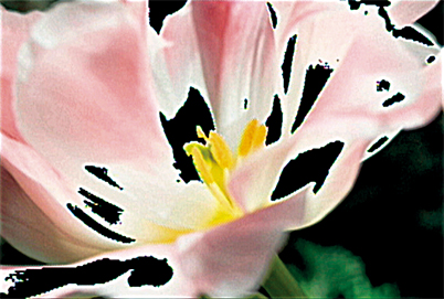 Example of Highlight Alert in flower photography