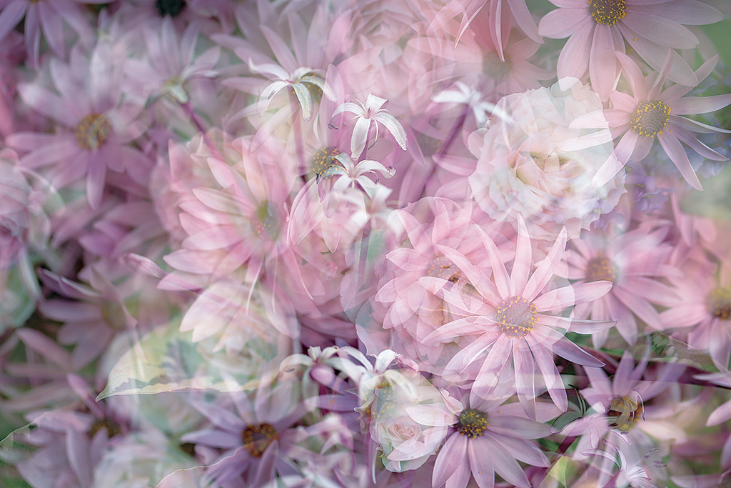 Multiple exposure of flowers