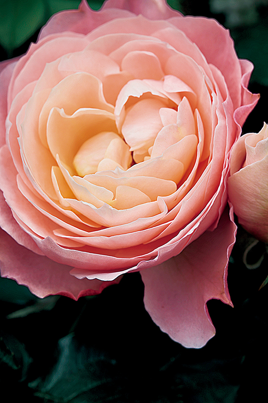 Flower shot with HDR mode