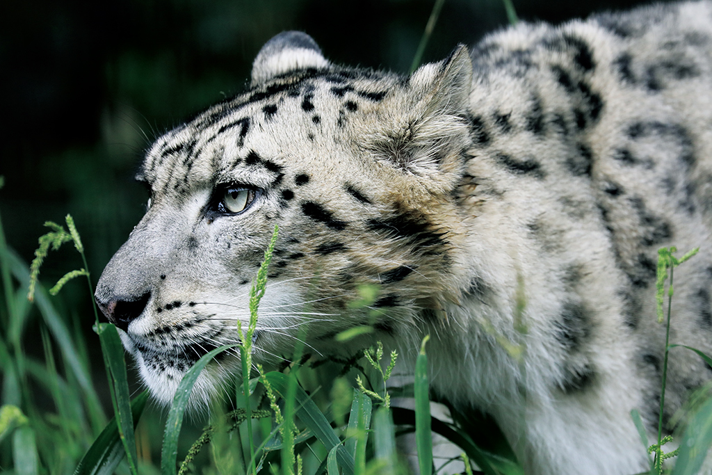 Snow leopard