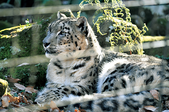 Photograph of snow leopard with obvious cage wires