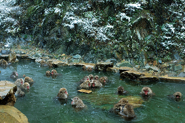Monkeys in onsen with no steam