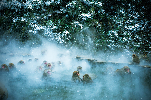 Monkeys in onsen with steam