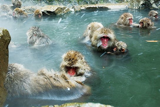 Monkeys in onsen shot at f/11