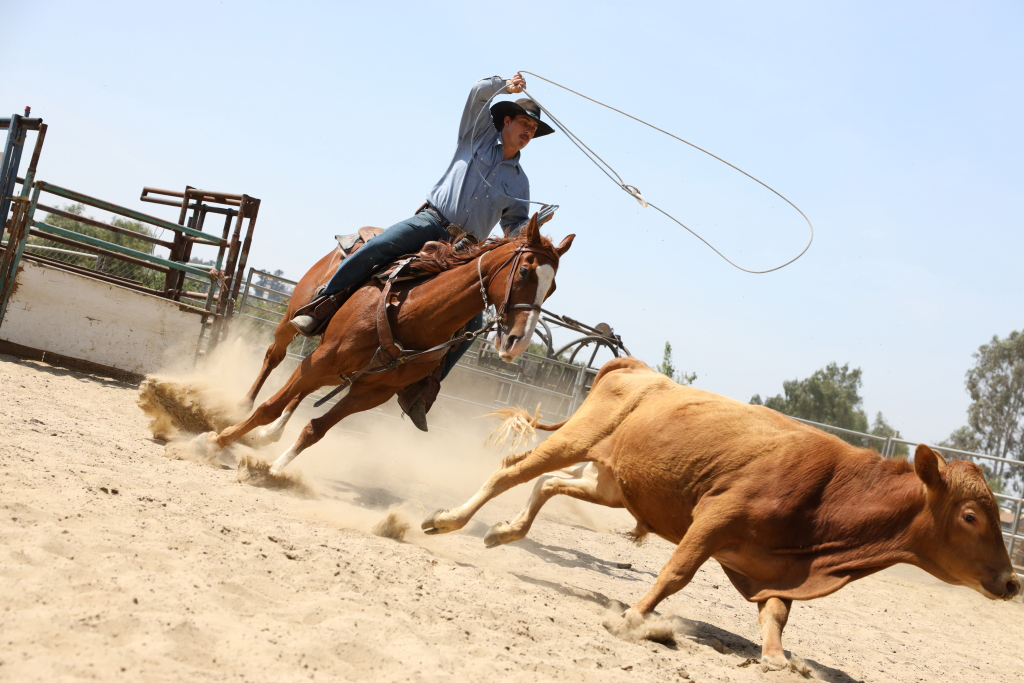 Cowboy chasing cow