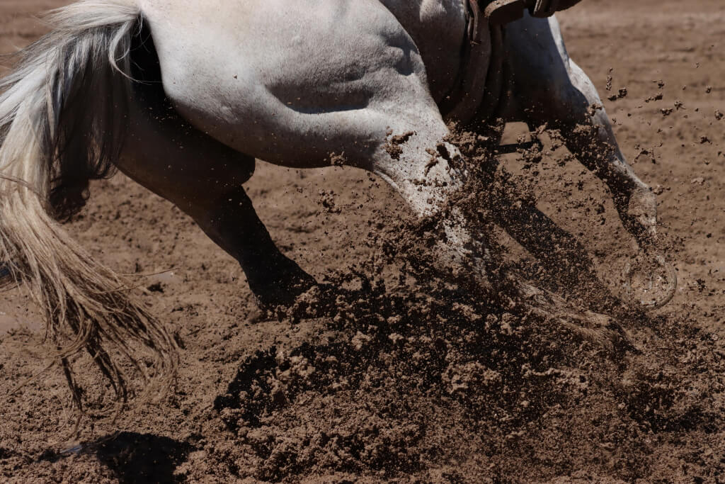 Horse in sand
