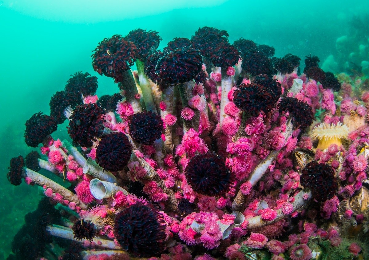 Underwater marine life photographed using Canon EOS R