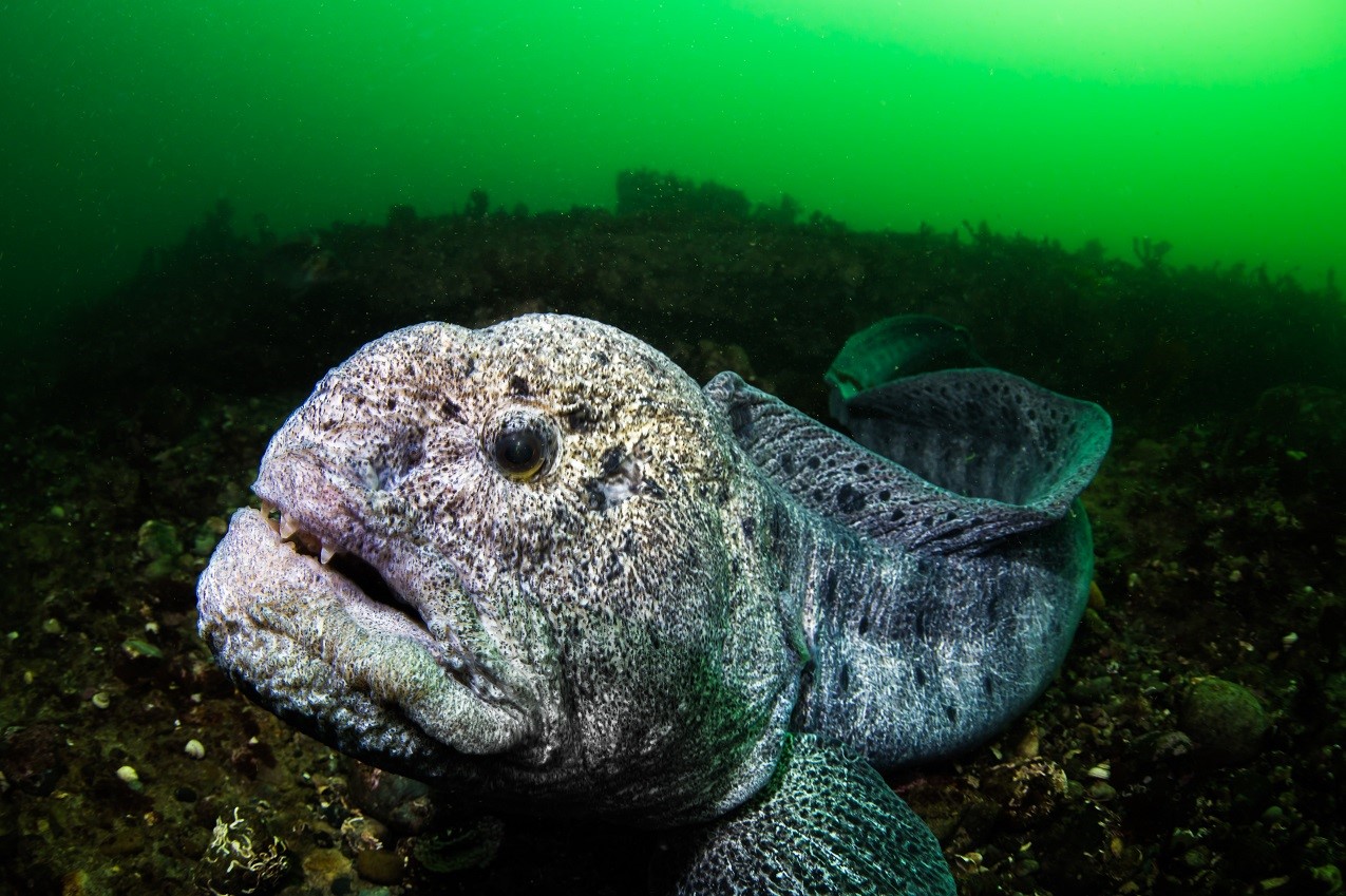 Underwater fish, a wolf eel, captured on camera using Canon EOS R