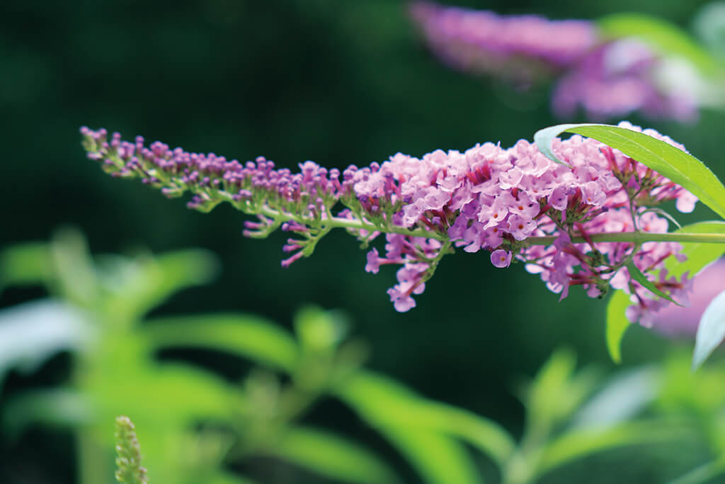 Close up of flowers with bokeh in the background