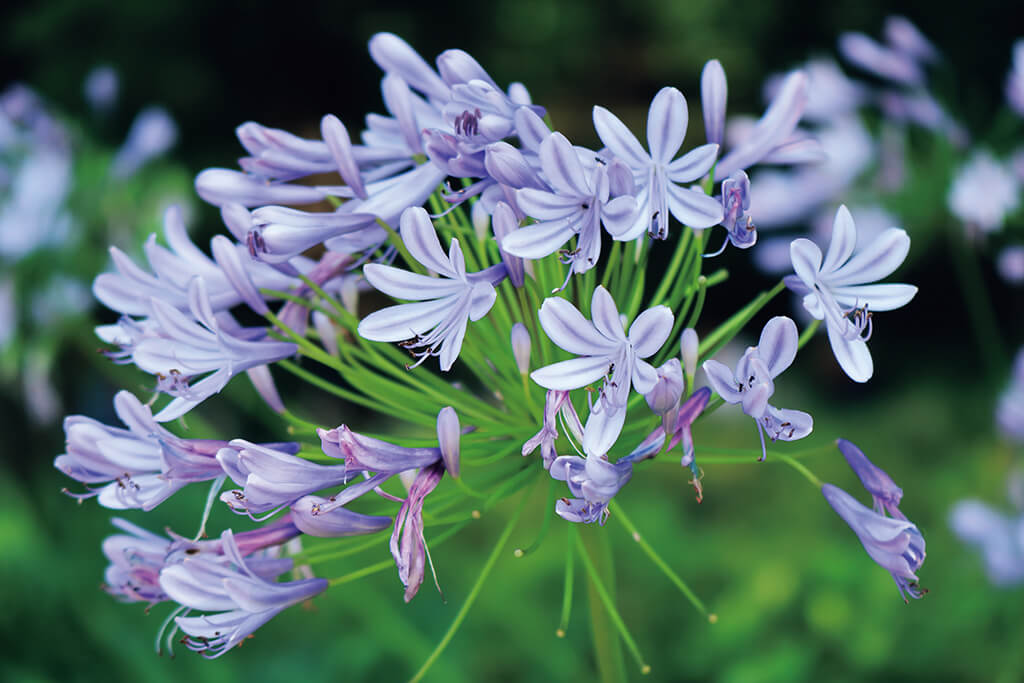 Close up of African lilies
