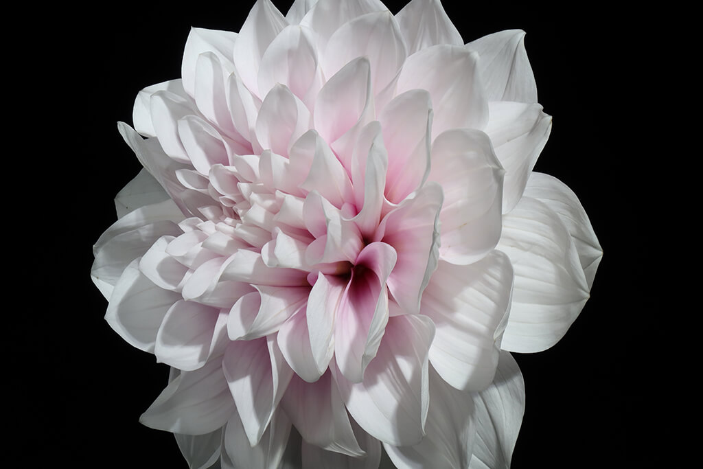 Focus stacked flower photograph