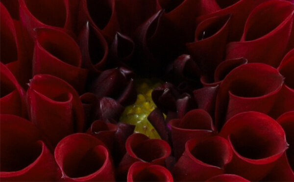 Close up of flower without focus stacking shot at f/22