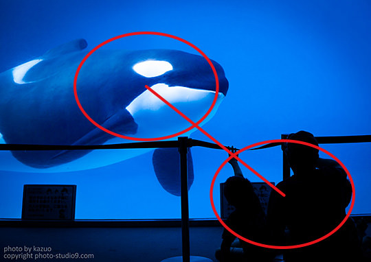 Orca at aquarium