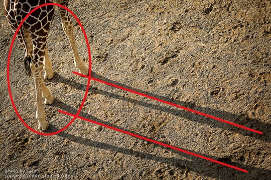 Giraffe and shadow