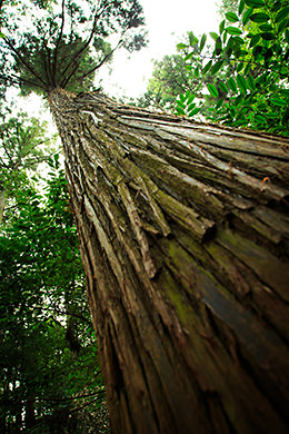 low angle shot from base of tree