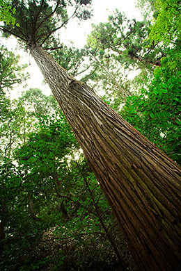 low angle shot from base of tree. Tree looks smaller