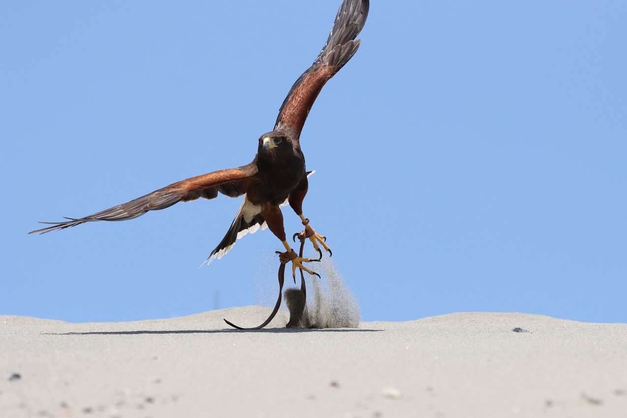 High speed photography with Canon EOS 90D