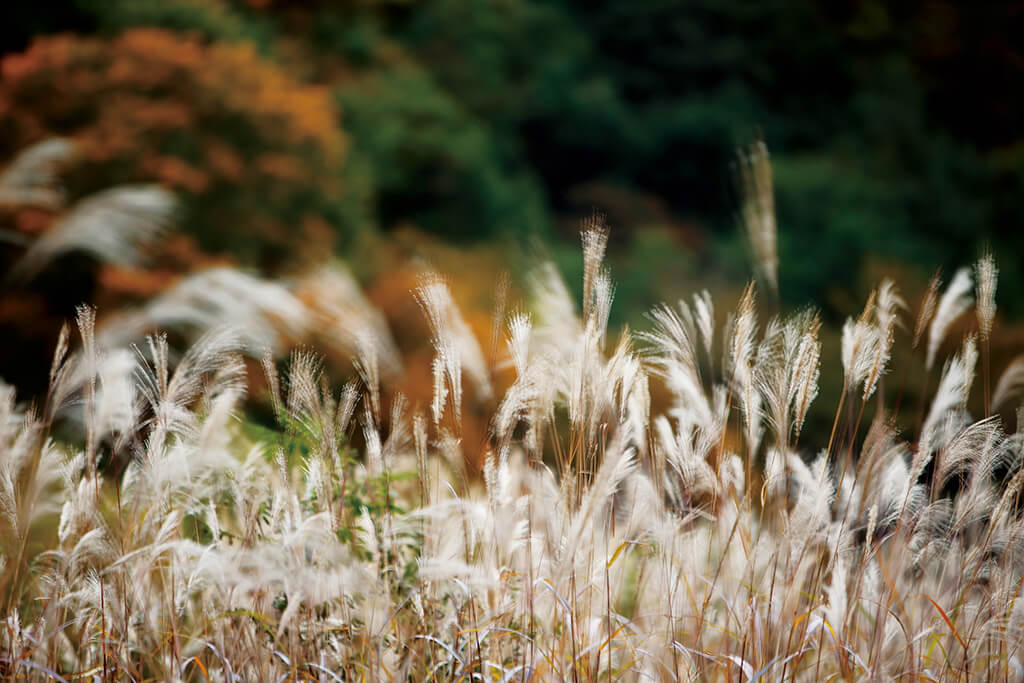 Close up of susuki grass that looks like it is blowing in the breeze