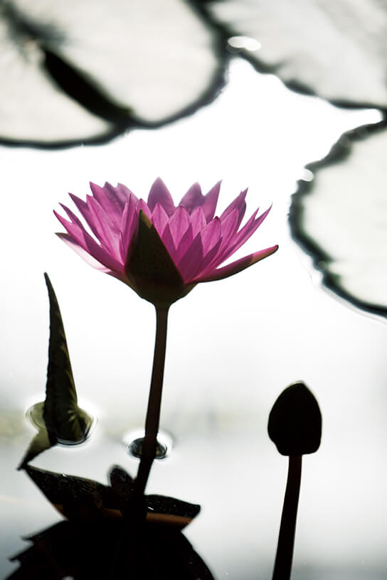 Lotus plant on water surface with strong light reflection